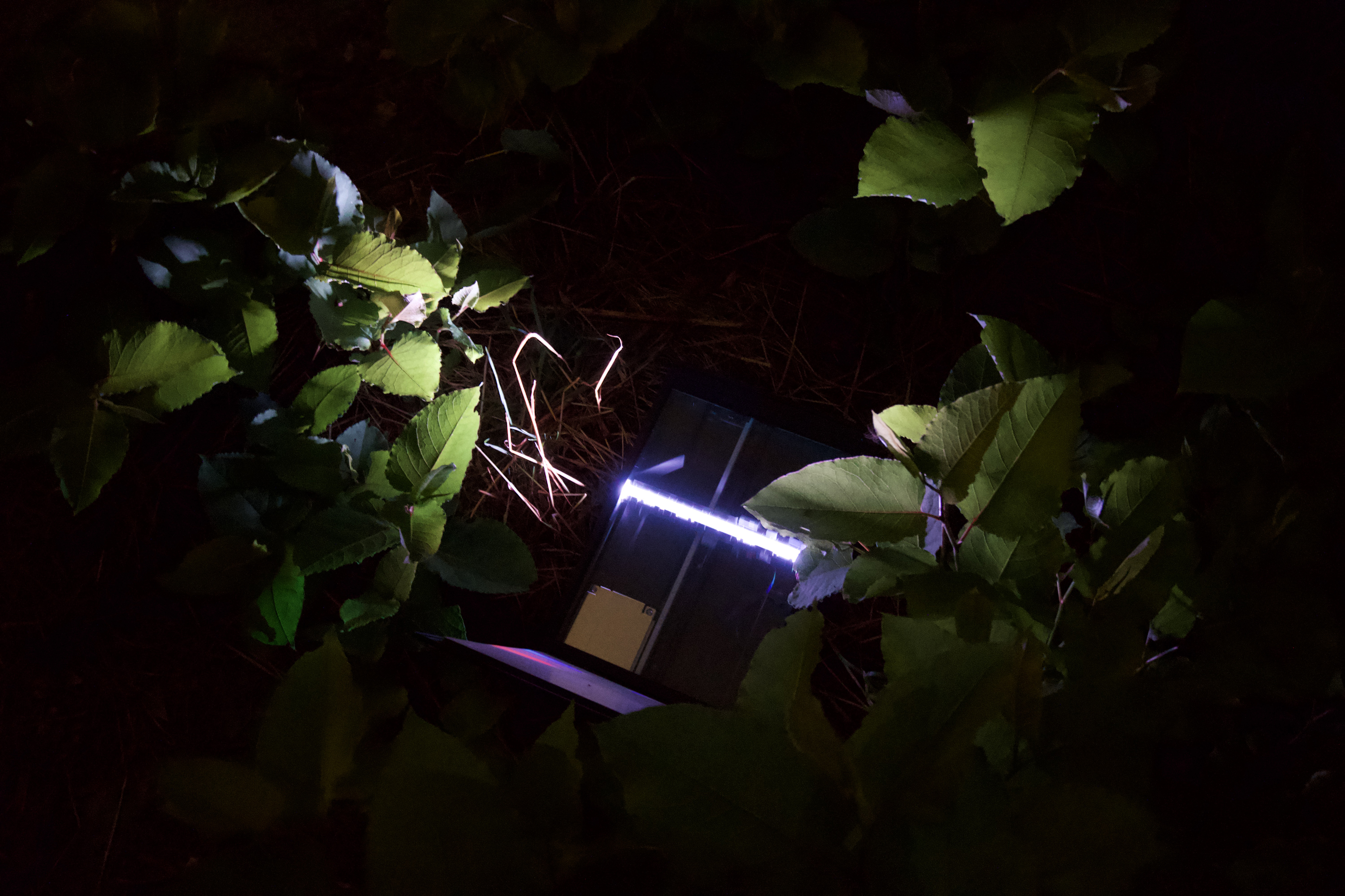 Berlin Nights, Nocturne in A4