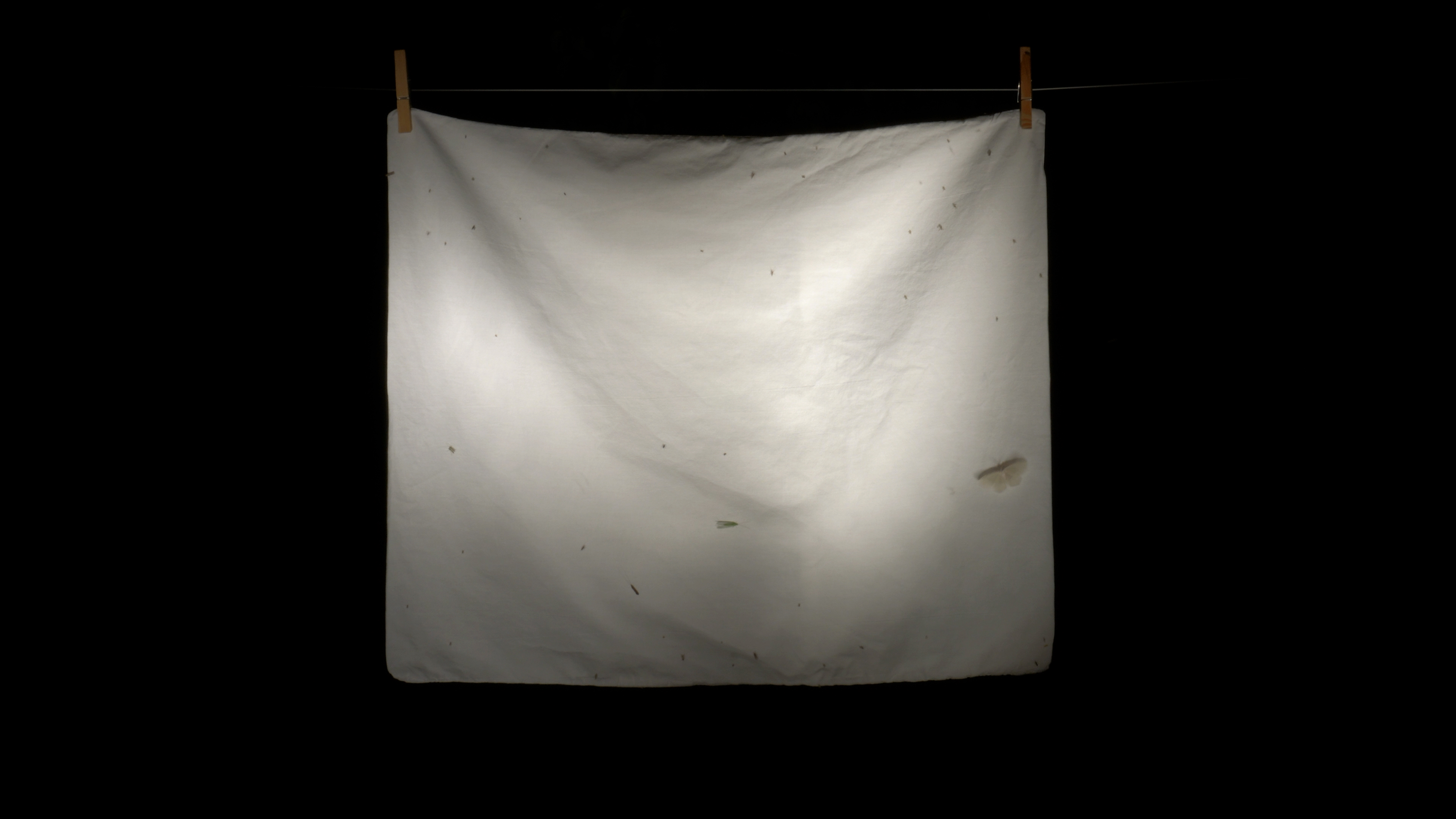 Diener zweier Herren